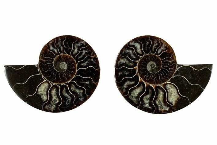 Cut & Polished, Agatized Ammonite Fossil - Madagascar #344100